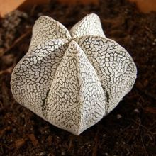 A photo of Astrophytum myriostigma cv. ONZUKA