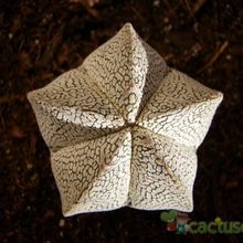 A photo of Astrophytum myriostigma cv. ONZUKA