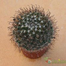A photo of Mammillaria duoformis