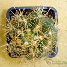 Una foto de Thelocactus bicolor ssp. bicolor
