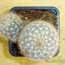 Una foto de Escobaria dasyacantha
