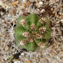 A photo of Echinopsis caineana