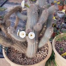 A photo of Pilosocereus gounellei