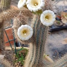 A photo of Pilosocereus gounellei