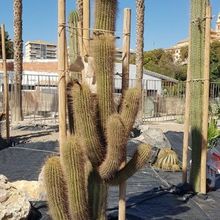 Una foto de Echinopsis atacamensis