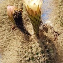 Una foto de Echinopsis atacamensis