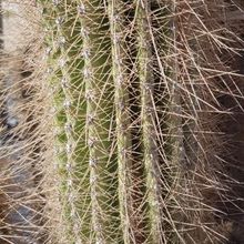 Una foto de Echinopsis atacamensis