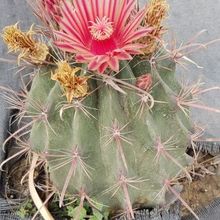 Una foto de Ferocactus herrerae