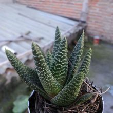 A photo of Gasterhaworthia cv. royal highness