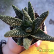 A photo of Gasterhaworthia cv. royal highness
