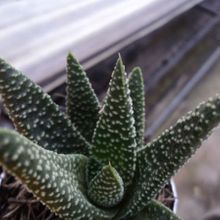 A photo of Gasterhaworthia cv. royal highness