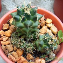 Una foto de Coryphantha ottonis
