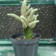 Una foto de Echinopsis chamaecereus (injertado)