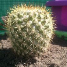 Una foto de Mammillaria columbiana ssp. yucatanensis