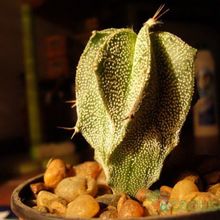 A photo of Astrophytum ornatum