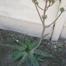 A photo of Aloe maculata