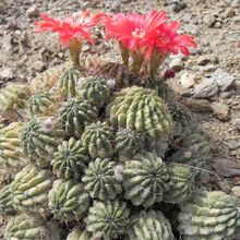 Una foto de Echinopsis maximiliana