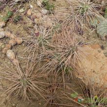 Una foto de Tephrocactus aoracanthus