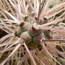 Una foto de Tephrocactus aoracanthus