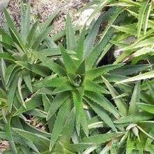 A photo of Dyckia brevifolia