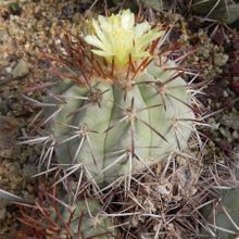 A photo of Copiapoa gigantea