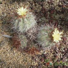 A photo of Copiapoa gigantea