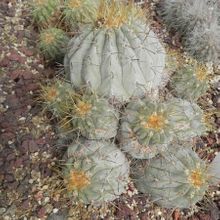 A photo of Copiapoa gigantea