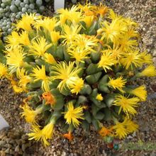 Una foto de Conophytum bilobum 