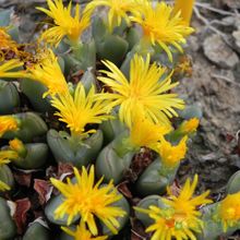 Una foto de Conophytum bilobum 