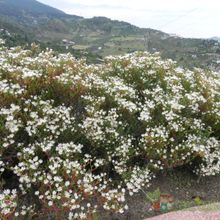 A photo of Ruschia multiflora