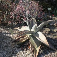 A photo of Aloe karasbergensis