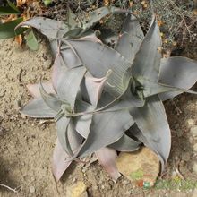 A photo of Aloe karasbergensis