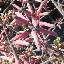 A photo of Aloe karasbergensis