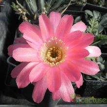 Una foto de Echinopsis caineana