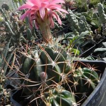 Una foto de Echinopsis caineana