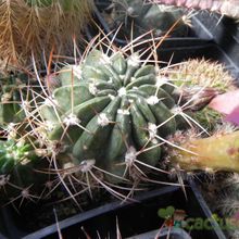 Una foto de Echinopsis caineana