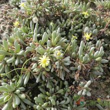 Una foto de Othonna clavifolia
