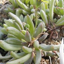 Una foto de Othonna clavifolia