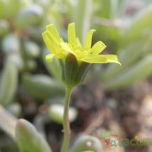 Una foto de Othonna clavifolia