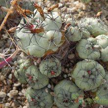 Una foto de Ortegocactus macdougallii