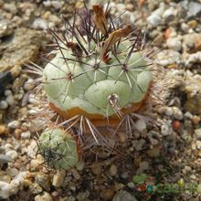 Una foto de Ortegocactus macdougallii