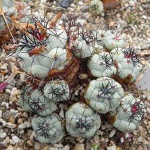 Una foto de Ortegocactus macdougallii