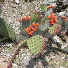 Una foto de Opuntia stenopetala