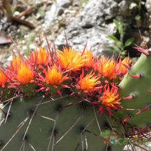 Una foto de Opuntia stenopetala