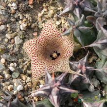 Una foto de Huernia saudi-arabica
