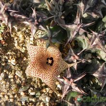 Una foto de Huernia saudi-arabica