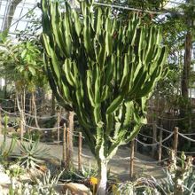 A photo of Euphorbia candelabrum