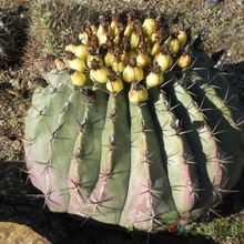 Una foto de Ferocactus pottsi