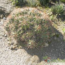 Una foto de Ferocactus robustus