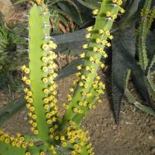 Una foto de Euphorbia inarticulata